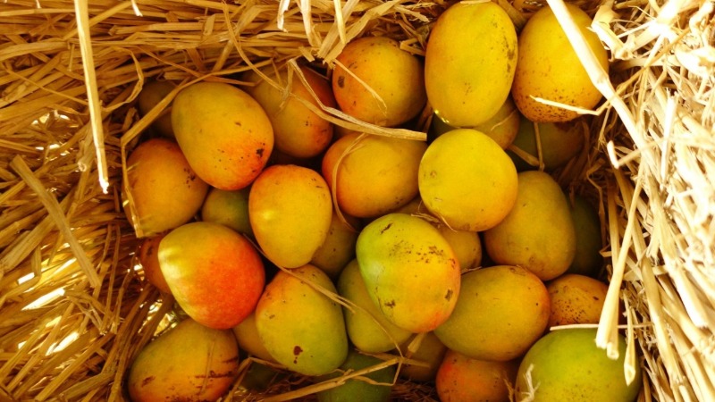 Fresh Mangoes