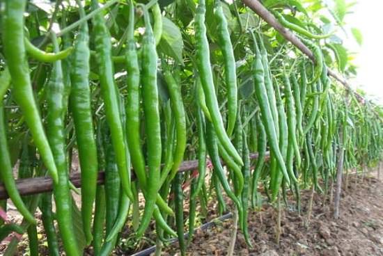 Fresh Green Chillies